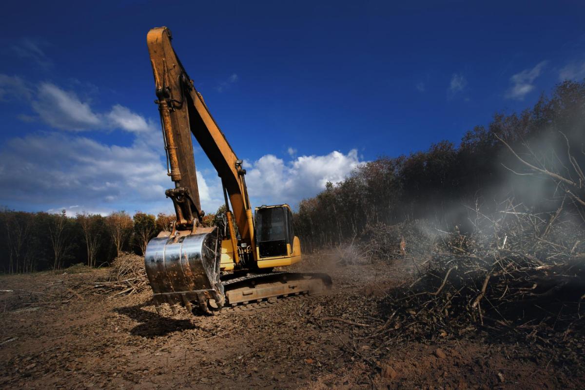 Benefits of Clearing your Land and Removing Trees