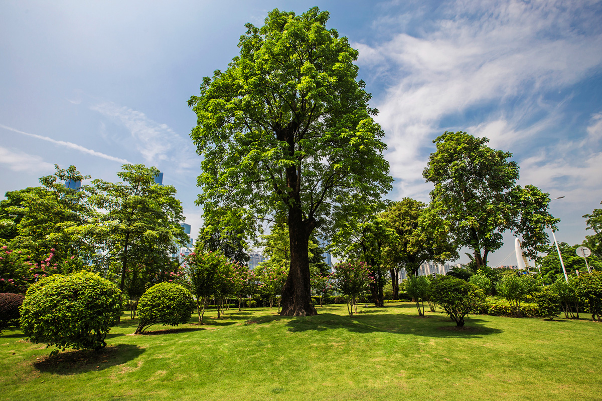 How to Choose the Right Tree for Your Landscaping