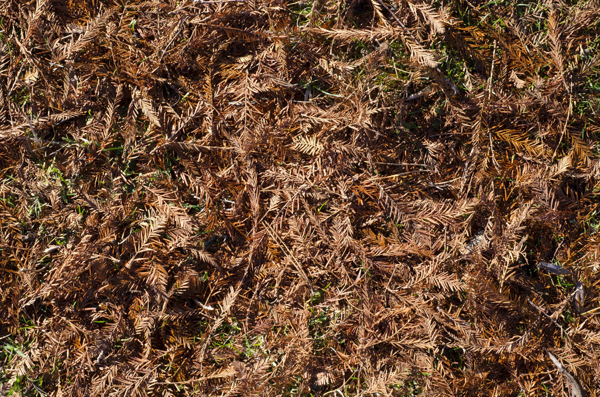 How Long Does Forestry Mulching Last?