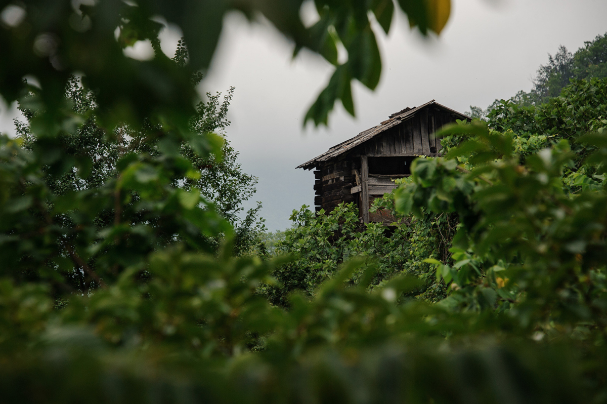 Tips to Prevent Overgrowth Damage on Your Property
