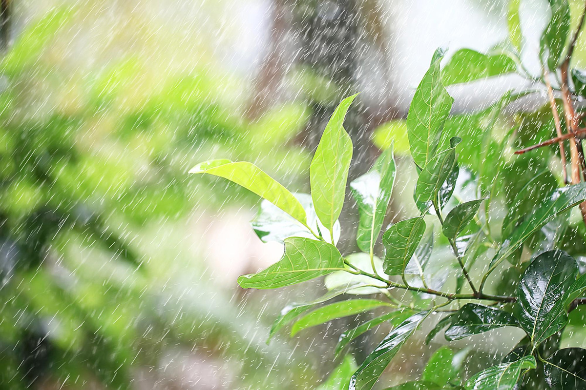 Are Rain Gardens an Effective Solution for Stormwater Management?