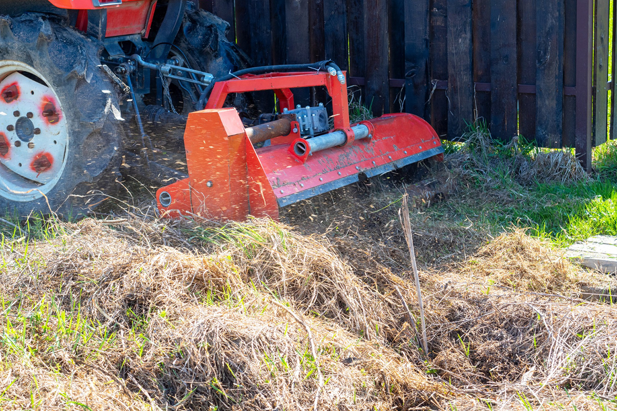 Tips for Managing Invasive Trees & Vegetation