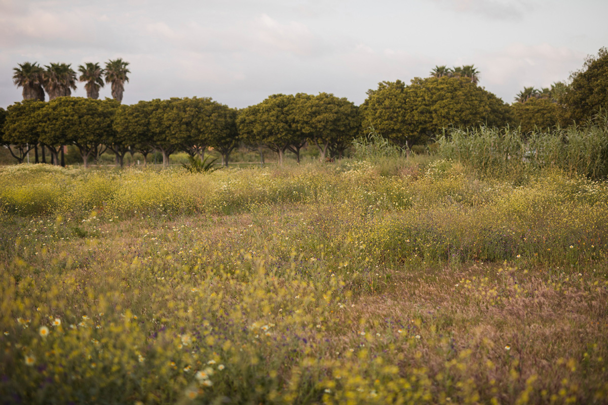 How Overgrown Brush Can Lead to Damaged Land and Lost Money