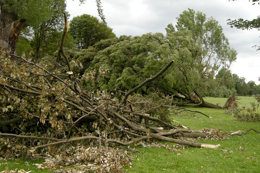 Controlling Invasive Trees: The Ultimate Guide to Professional Land Clearing