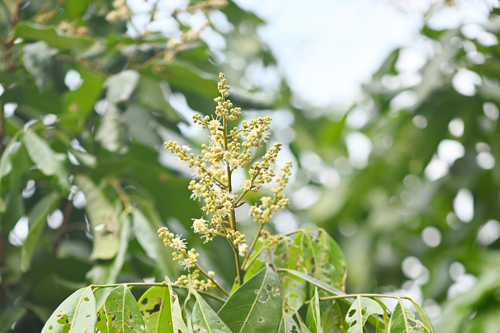 Battling the Brazilian Peppertree: A Land Clearing Guide