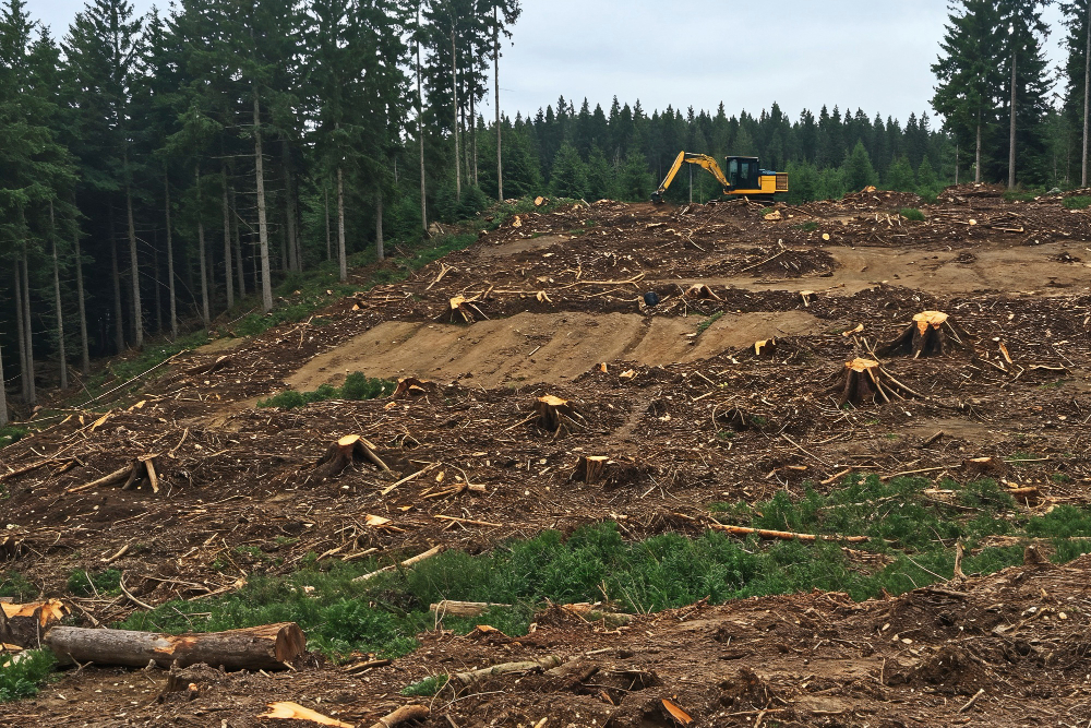 How Much Does Land Clearing Cost? A Homeowner's Guide