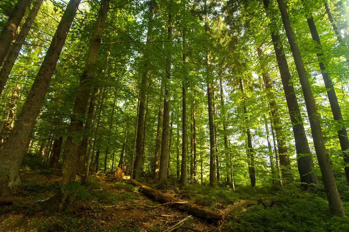 What You Need to Know About Land Clearing in Woods